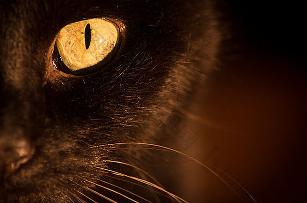 黄眼黑猫的肖像。