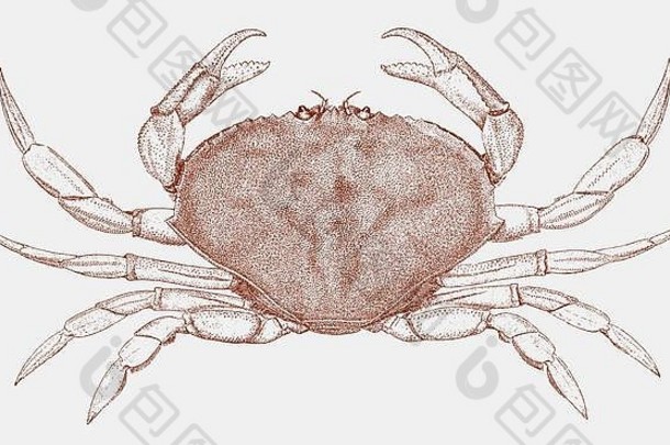登吉斯蟹，俯视图中来自北美西海岸的metacarcinus magister