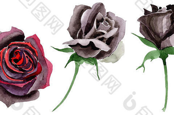 黑玫瑰植物花。水彩背景插图集。孤立的玫瑰插图元素。
