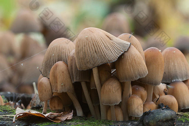 coprinusmicaceus蘑菇树关闭