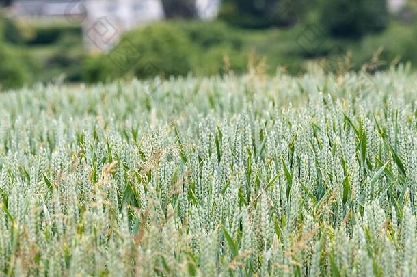 在田间成熟绿色小麦/小麦作物。<strong>粮食安全</strong>隐喻，小麦穗，英国农业和农业，田间<strong>粮食</strong>种植。窄自由度。