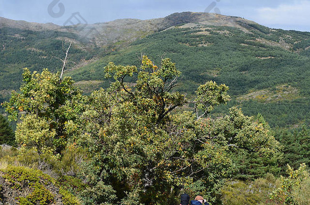 西班牙中部瓜达拉哈拉艾尔隆山脉的特杰拉·内格拉山毛榉和橡树林
