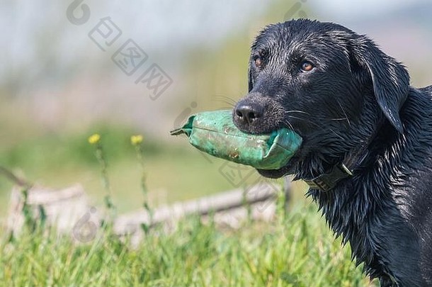 一只湿黑色拉布拉多犬的肖像，嘴里叼着一个训练假人