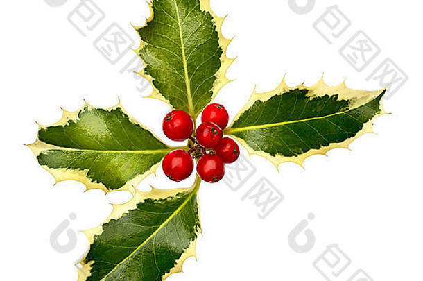 圣诞节期间，圣诞冬青叶和浆果是节日边界的必备品。