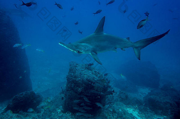 锤头鲨椰子岛