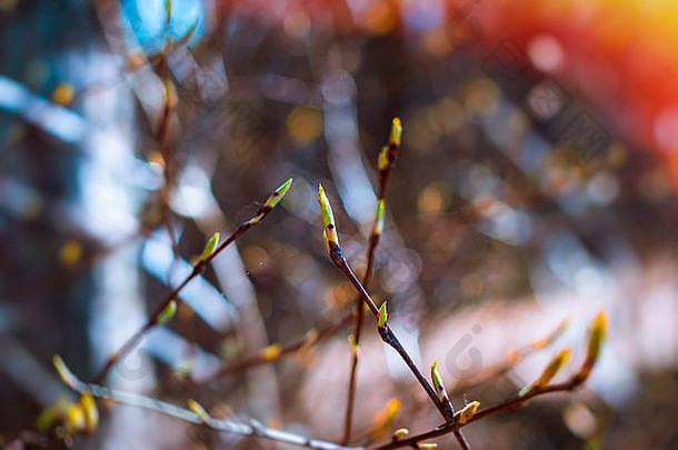 早期春天芽落叶树味蕾分支机构光背景模糊森林