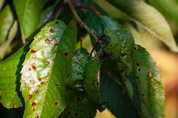 关闭甜樱桃的绿叶，因病害溃疡和褐斑真菌而受损。园艺问题。植物的真菌病和病毒病。