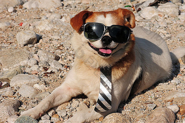 有趣的小狗太阳镜穿领带