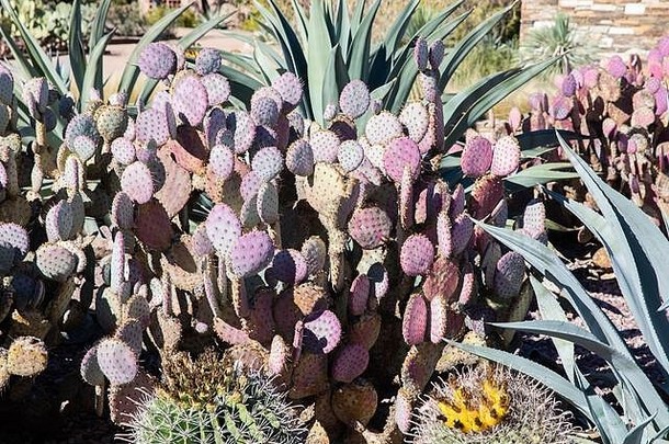 沙漠植物花园凤凰城亚利桑那州美国