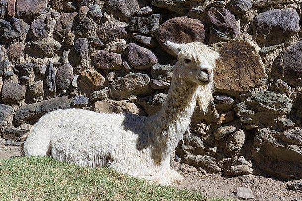 经典图像秘鲁野生动物火焰羊驼石头墙背景
