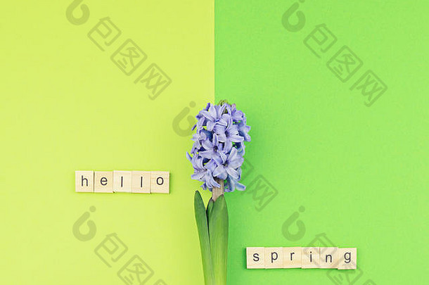 石灰绿背景上的Hello Spring概念。风信子和木制字母的天然鲜花。俯视图、平面布局、空间