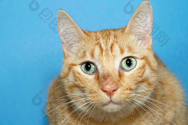 橙色和白色的斑猫肖像，蓝色纹理背景，直视前方。拷贝空间