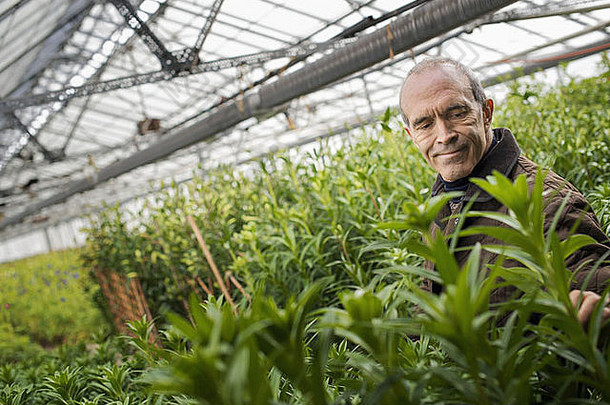 早春，一名男子在有机植物苗圃温室工作