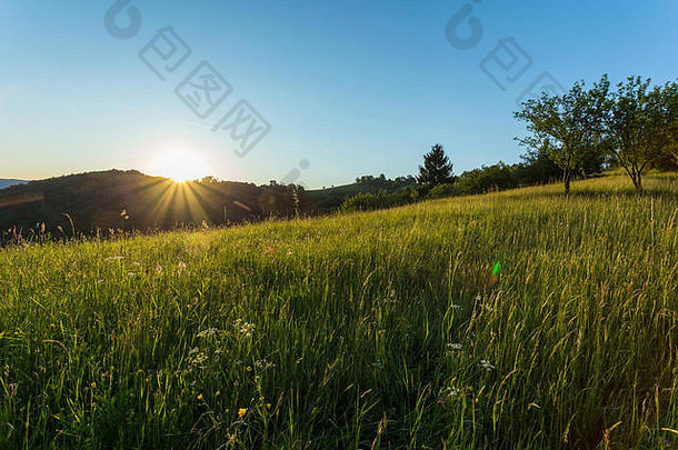 完美的日出早期早....丰富的草地