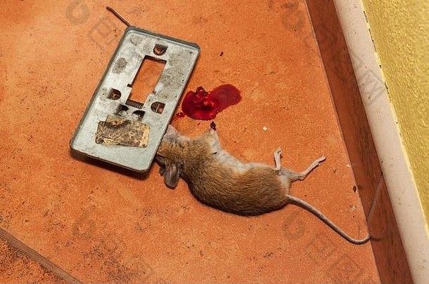 死老鼠被夹在厨房人行道上的陷阱里。夹在捕鼠器里的小老鼠。陷阱里的死老鼠。