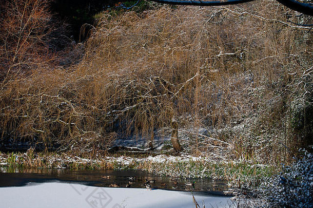 下了雪鸭子冻池塘凤凰城公园都柏林美丽的冬天早....一天一年