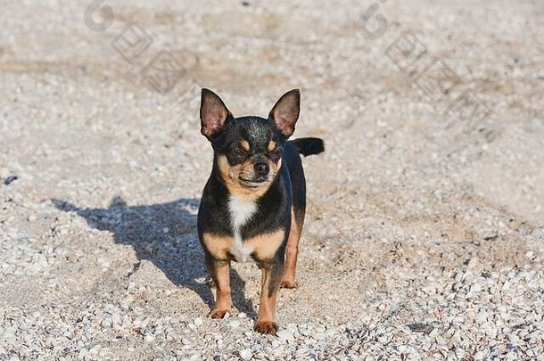 吉娃娃<strong>狗</strong>在夏天的沙滩上。可爱的黑色吉娃娃小<strong>狗</strong>。