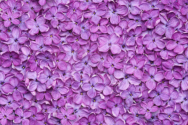 紫丁香花背景或有机天然纹理