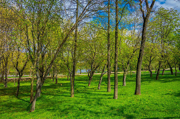 美丽的户外视图树gress草位于公园关闭河垂直胜利公园明斯克