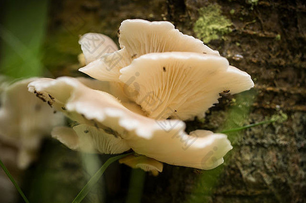 雨后的夏天，树皮上长着美丽的白蘑菇。