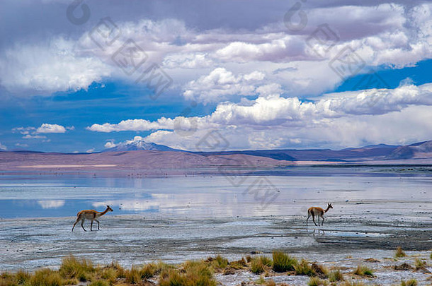 玻利维亚美丽的拉古纳布兰瓦<strong>风景区</strong>的两只羊驼