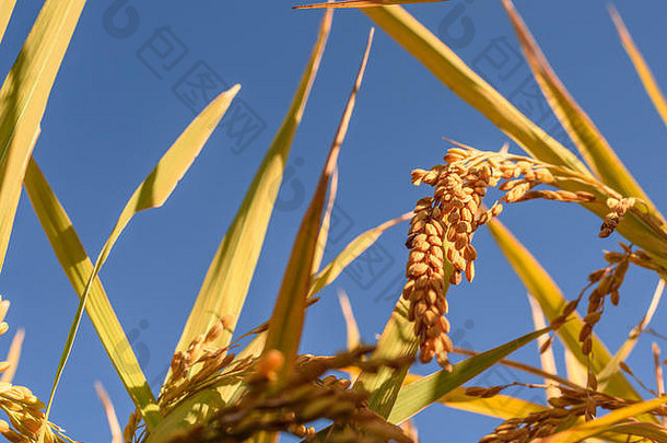 在一个阳光明媚的日子里，用金色的日本熟米和金色的树叶与蓝天合上镜头。