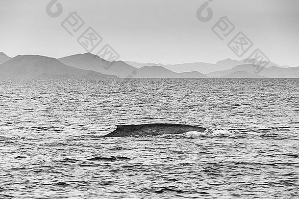 墨西哥巴哈科尔特斯海洛雷托海域的<strong>蓝鲸</strong>背鳍
