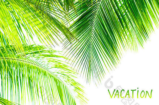 棕榈树的叶子在白色背景上隔离，摄影棚拍摄，空间，热带自然，暑假和假期