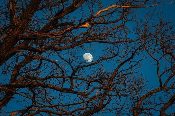 月亮和树枝，芬兰的黄昏