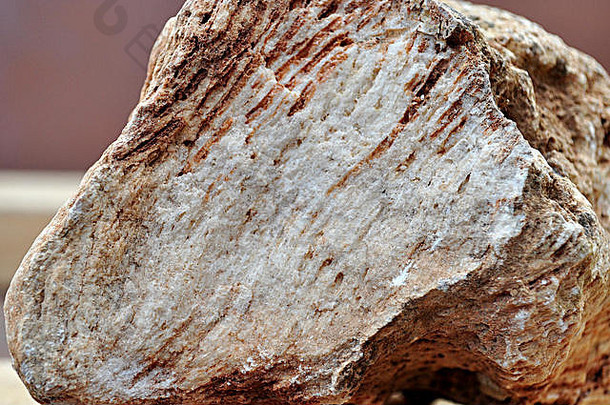 石灰岩化石，2400万年前