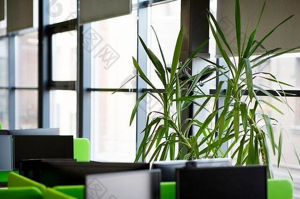 放松区域现代办公室室内绿色植物