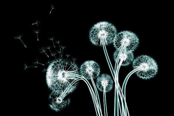 一朵花被隔离在黑色的x光照片，蒲公英3d插图