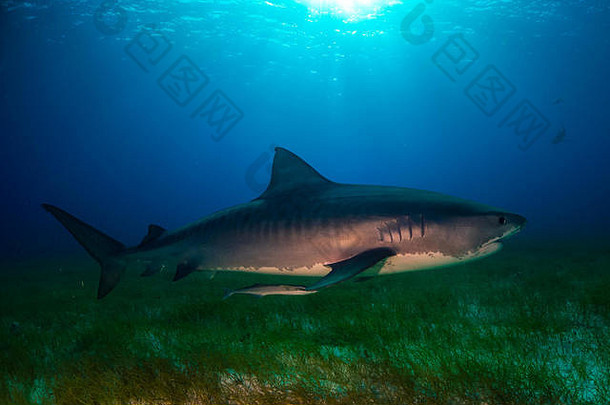 老虎鲨鱼巴哈马群岛