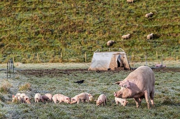 哈威，苏格兰边境，英国。2019年11月9日。苏格兰边境一个寒冷的早晨，一头母<strong>猪</strong>和她的小<strong>猪</strong>冒险走出<strong>猪</strong>圈。