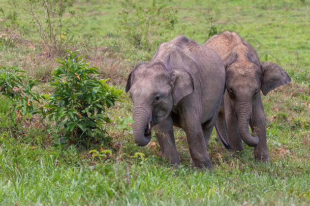 泰国野生小象用鼻子抓一丛草吃