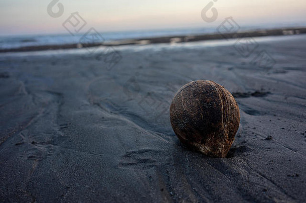 热带海滩上椰子的假日心情图片