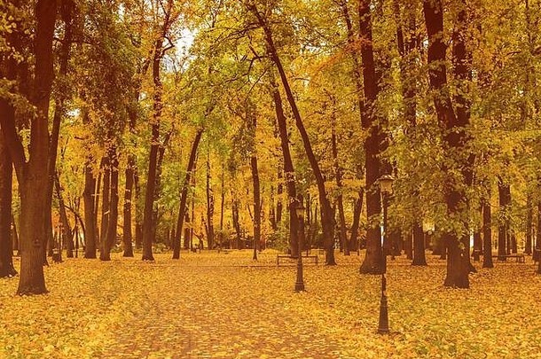 叶秋天公园秋天景观枫树树多云的一天