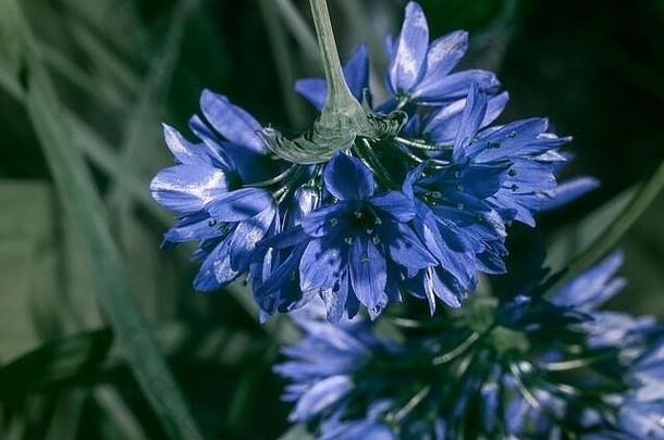 紫外矿石中的花朵反射紫外摄影