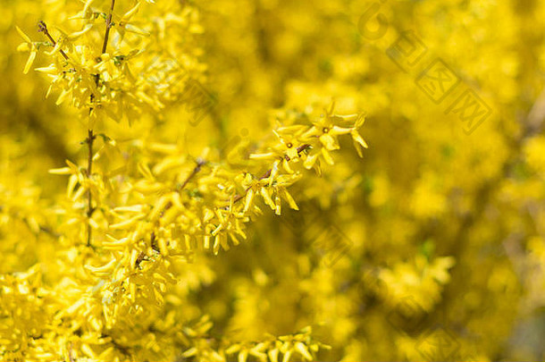 特写镜头黄色的花