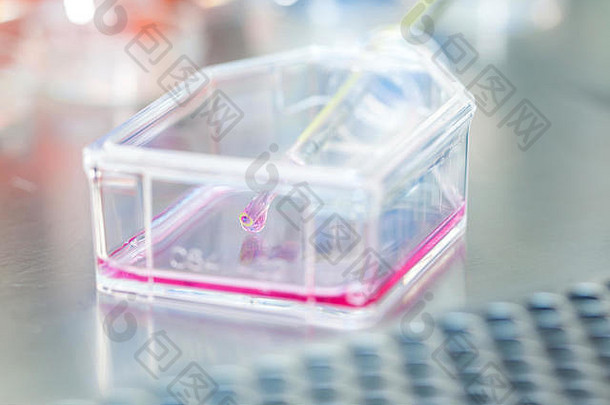 实验室无菌罩下的细胞培养瓶