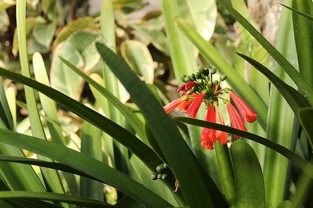西班牙埃尔切一个花园里的彩色君子兰
