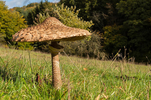 阳光下暴露在草地上的阳伞蘑菇。草地上有一把巨大的伞。