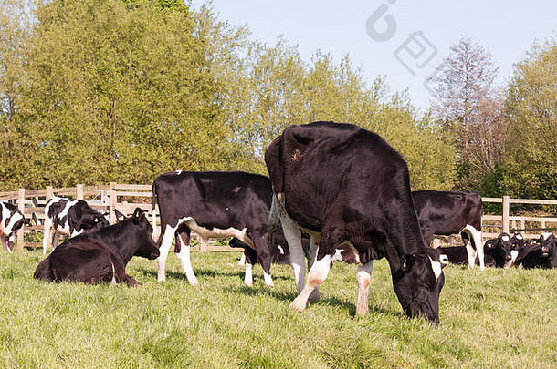 在阳光明媚的春日田野里，母牛吃草嚼草，等待挤奶