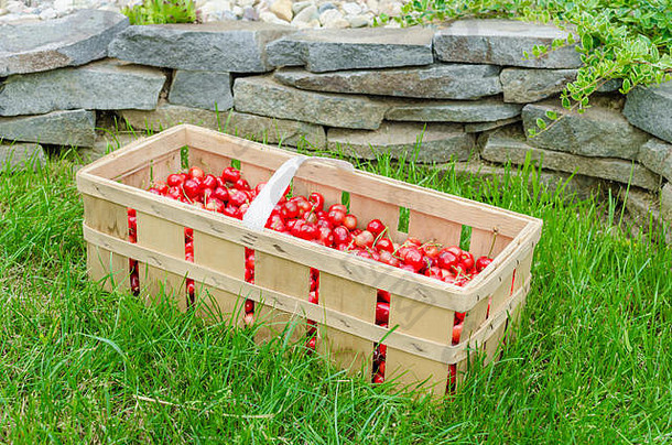 新鲜采摘的有机樱桃放在板条箱里，放在草坪上