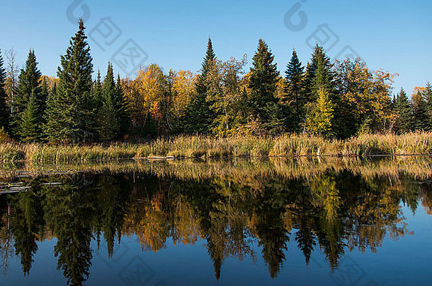 树木在水中的倒影，凯诺拉，森林湖，安大略省，加拿大