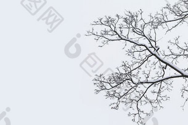 白雪覆盖的树枝。美丽的冬天景色照片。拷贝空间