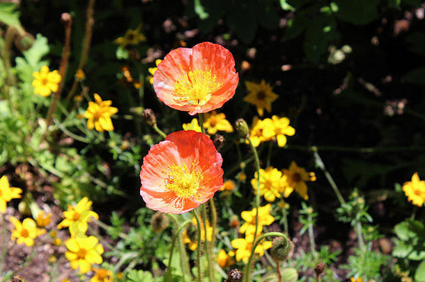 春天，美国伊利诺伊州<strong>惠</strong>顿的一个花园里，两朵中心呈黄色的盛开的橙色花，使用波基效应