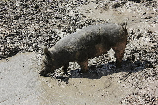 脏泥泞的猪舍圈<strong>脏乱</strong>的地方满溢的泥泥水坑使猪快乐