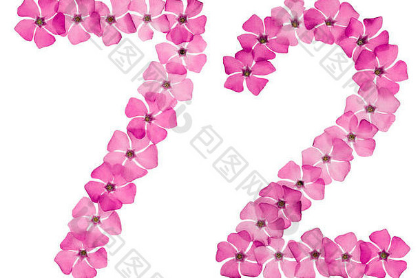 数字七十年自然粉红色的花小长春花孤立的白色背景