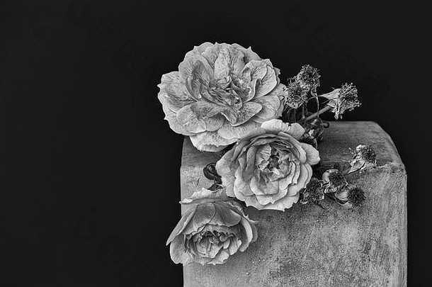 黑色背景上灰色混凝土立方体上的一束枯萎盛开的玫瑰，采用复古绘画风格